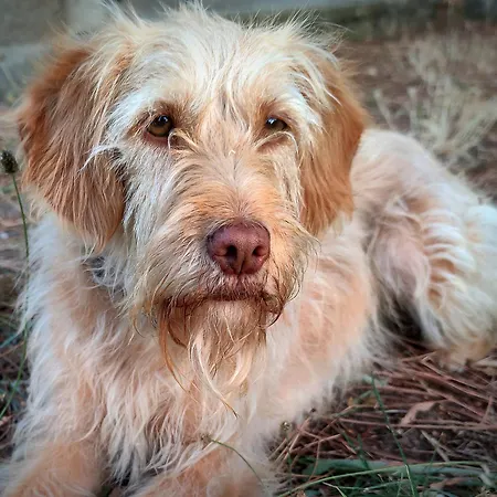 Linden At Terrus Winery 別荘 レゼンデ