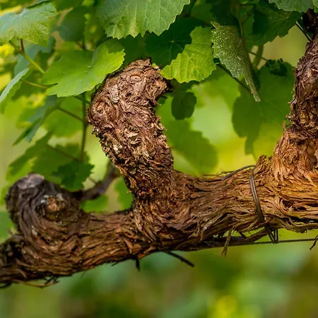 Vakantiehuis Linden At Terrus Winery