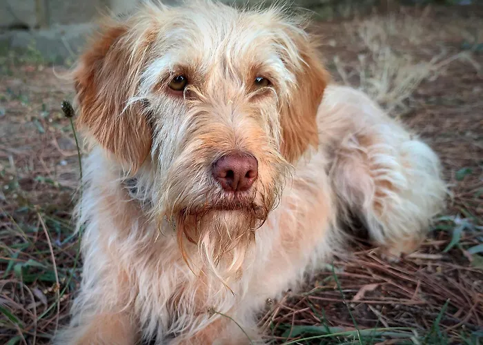 Linden At Terrus Winery Hébergement de vacances Resende