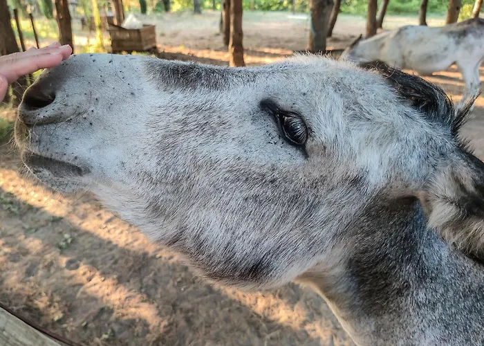 Linden At Terrus Winery Hébergement de vacances Resende